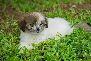 Shih Tzu Puppies