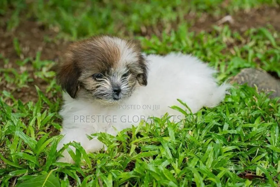 Shih Tzu Puppies
