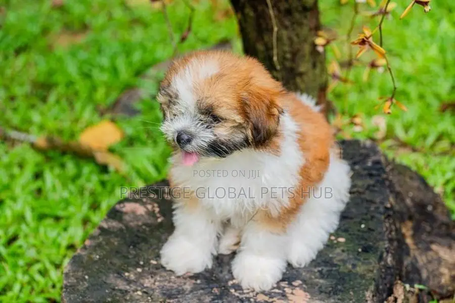Shih Tzu Puppies