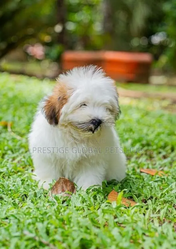 Shih Tzu Puppies