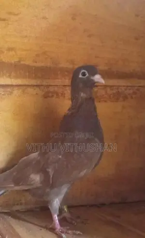 Pigeons