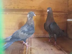 Pigeons