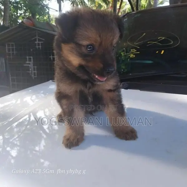 Pomeranian Puppies