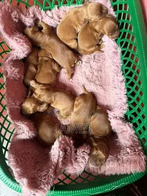 Cocker Spanial Puppy