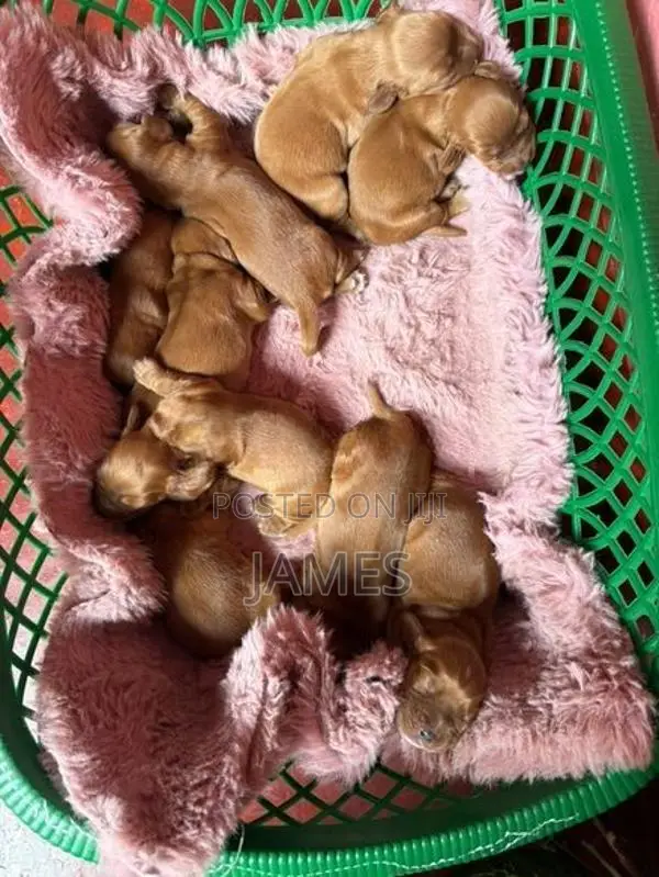 Cocker Spanial Puppy