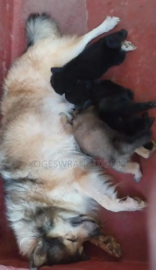 Pomeranian Puppies