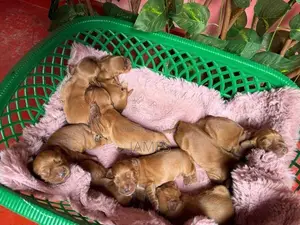 Cocker Spanial Puppy