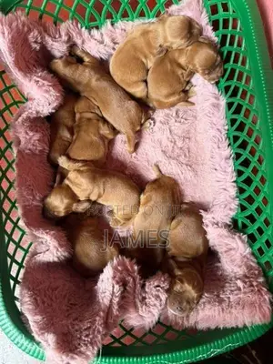 Cocker Spanial Puppy
