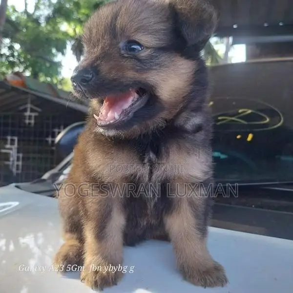 Pomeranian Puppies