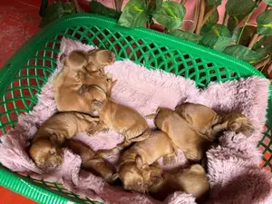 Cocker Spanial Puppy