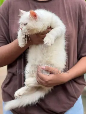 Persian Kittens