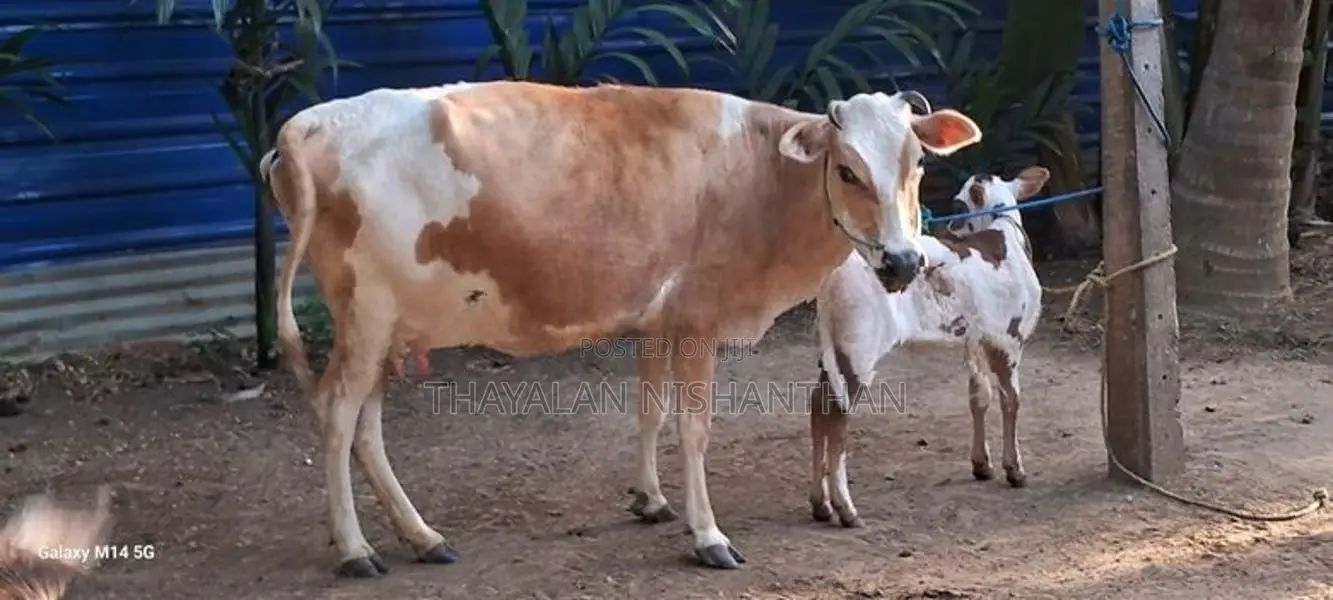 7 லிட்டர் பால் மாடு