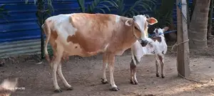 7 லிட்டர் பால் மாடு
