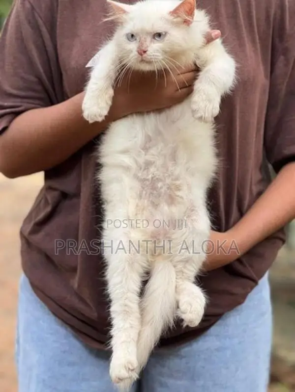 Persian Kittens