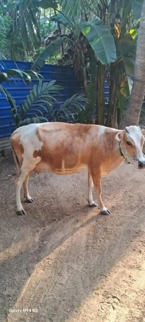7 லிட்டர் பால் மாடு