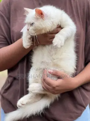 Persian Kittens
