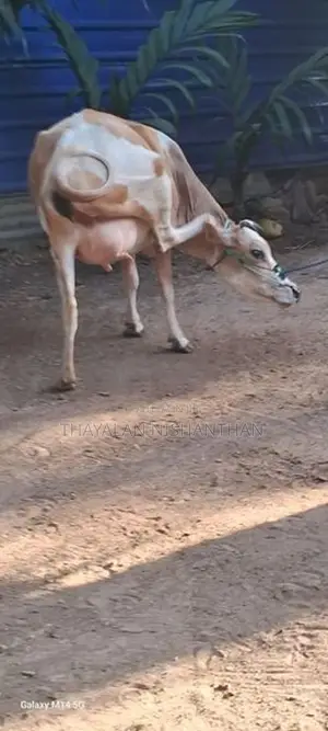 7 லிட்டர் பால் மாடு