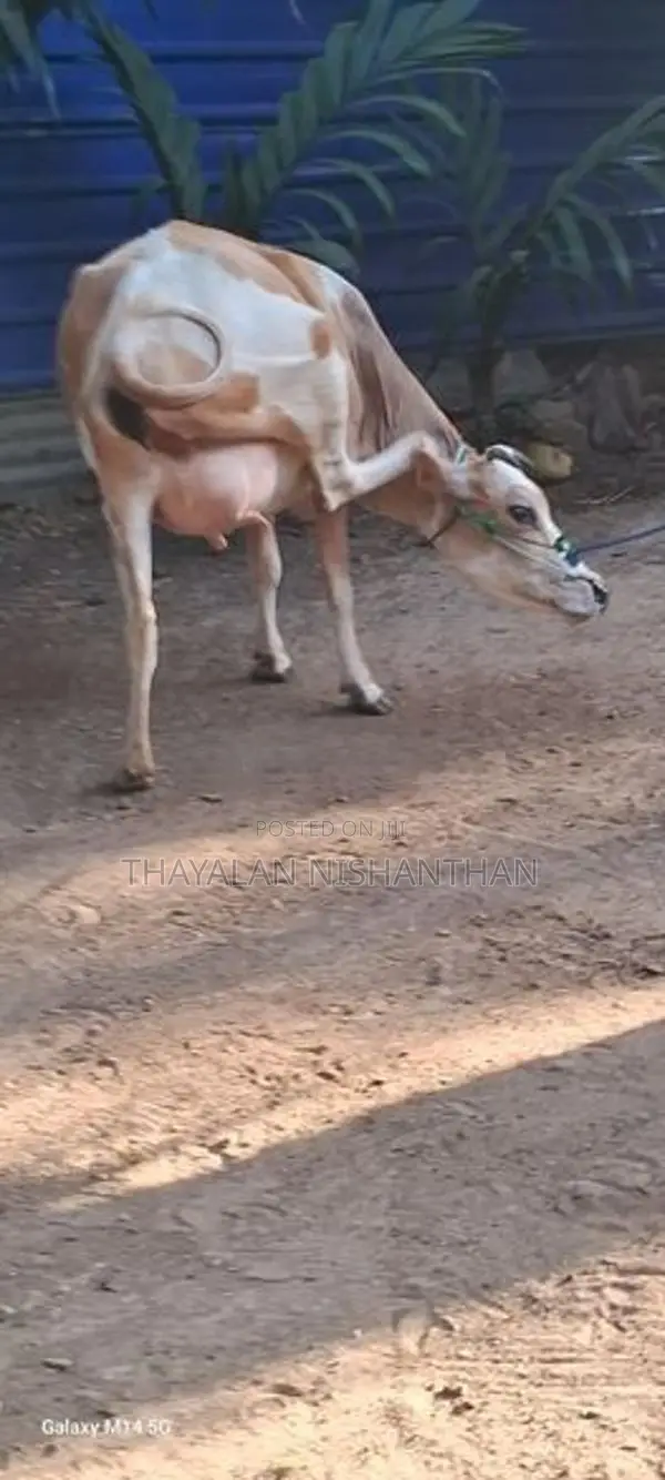 7 லிட்டர் பால் மாடு