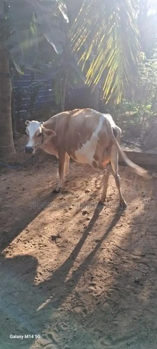 7 லிட்டர் பால் மாடு