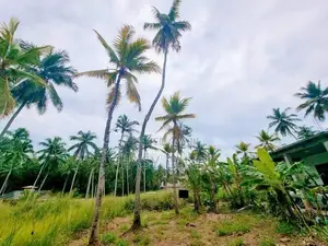 නුවර පාරට ළගින්ම වටිනා ඉඩමක් Nittambuwa