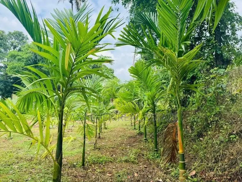 නිට්ටඹුවෙන් වෙල් යායකට මායිම් අගනා ඉඩමක්