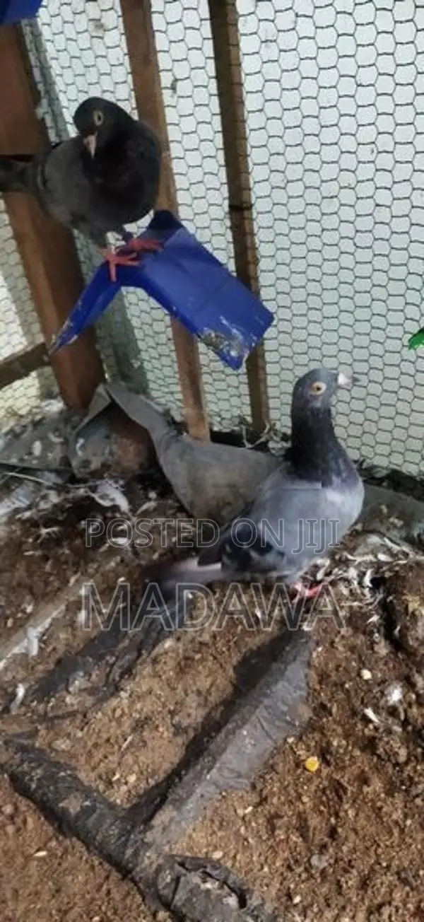 Pigeon