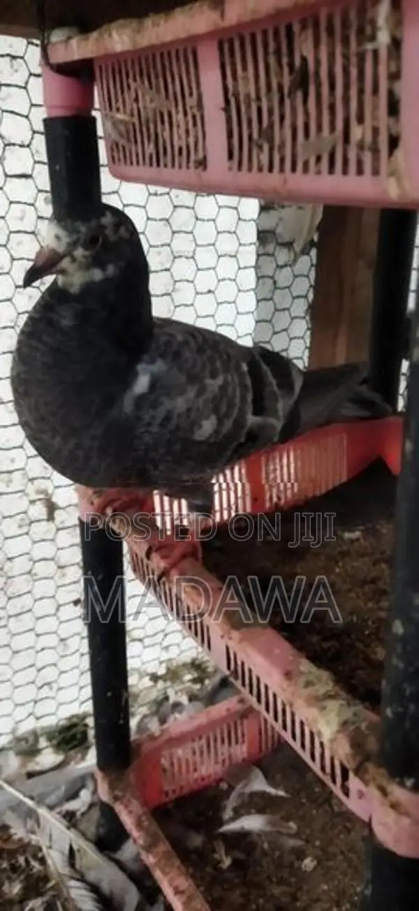 Pigeon