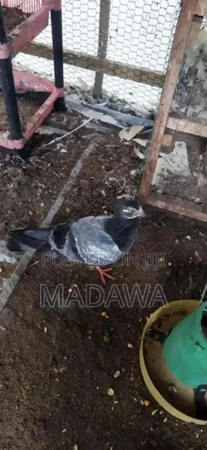 Pigeon