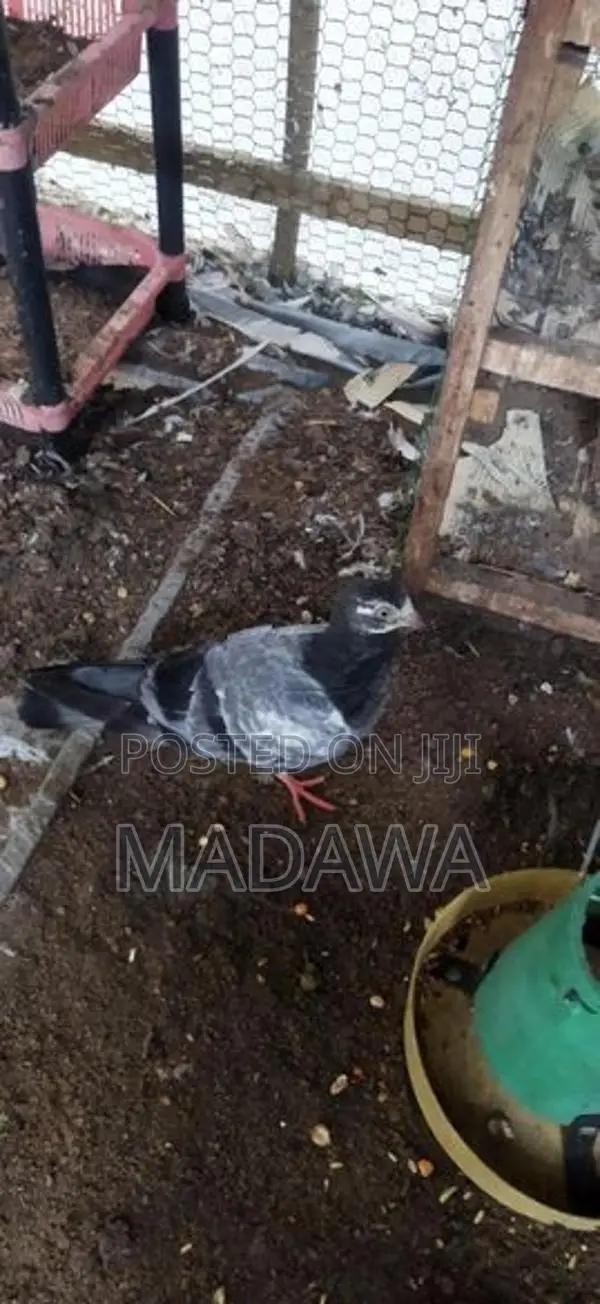 Pigeon