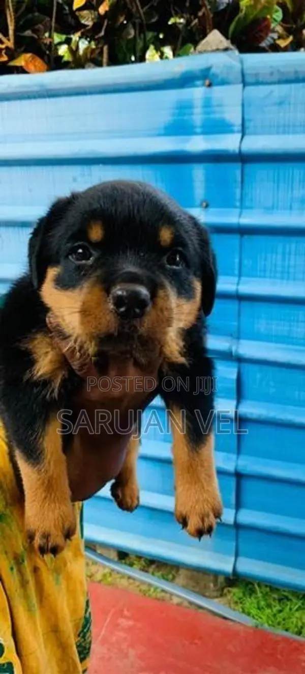 Rottweiler Puppy