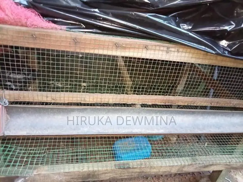 Watu Kurulu Kuduwak