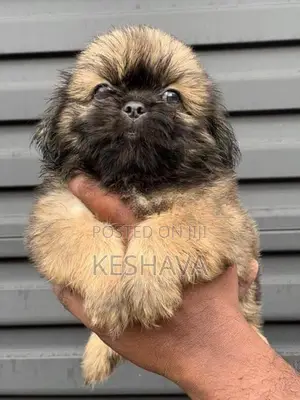 Shih Tzu Puppy