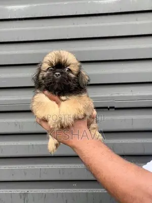 Shih Tzu Puppy