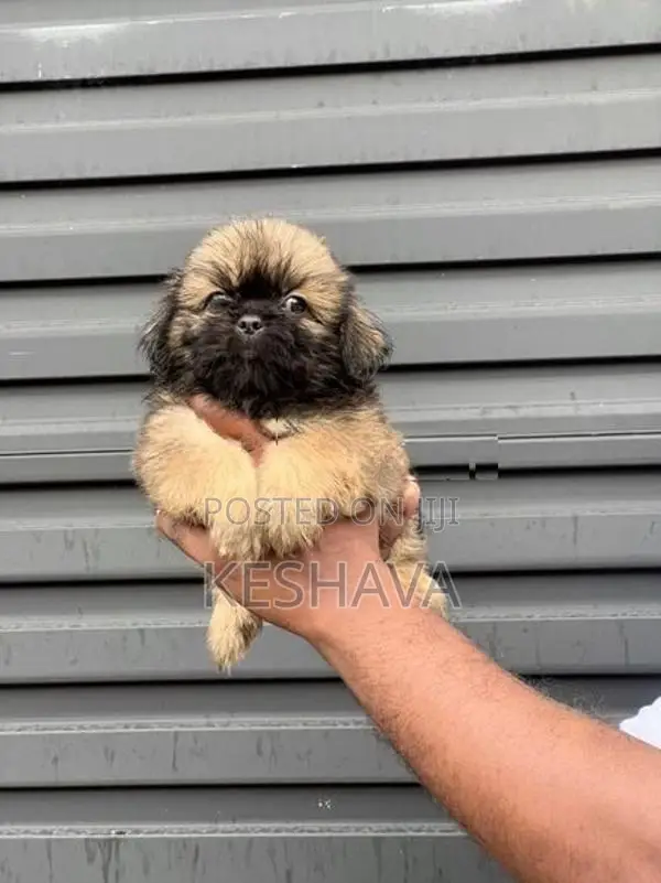 Shih Tzu Puppy