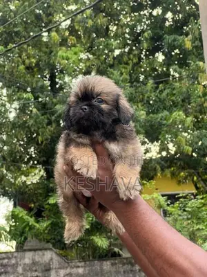 Shih Tzu Puppy