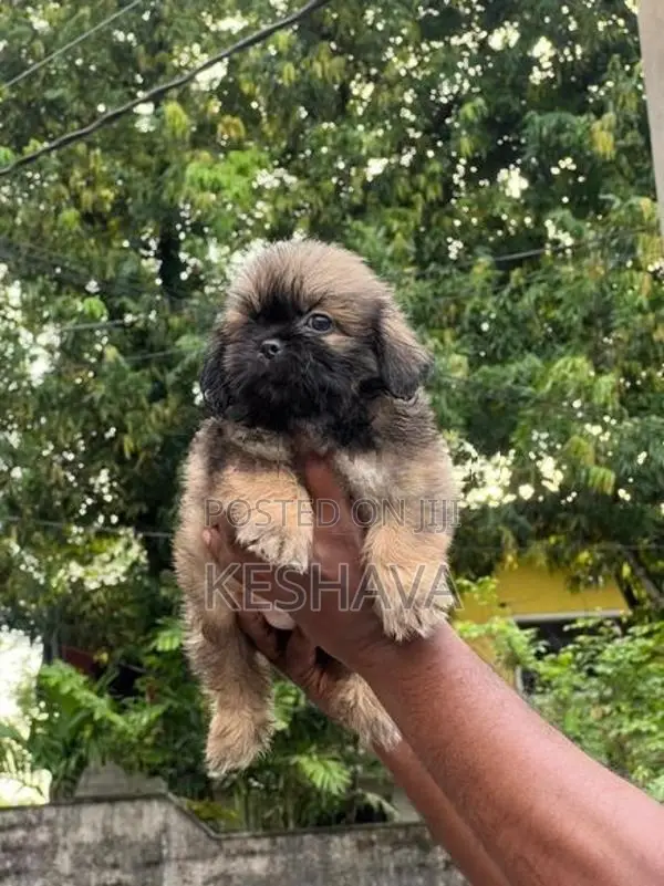 Shih Tzu Puppy