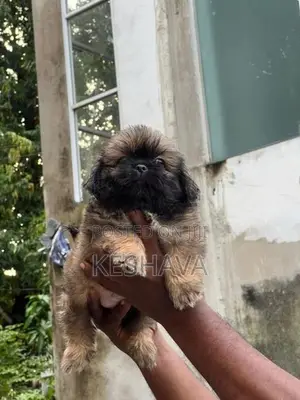 Shih Tzu Puppy