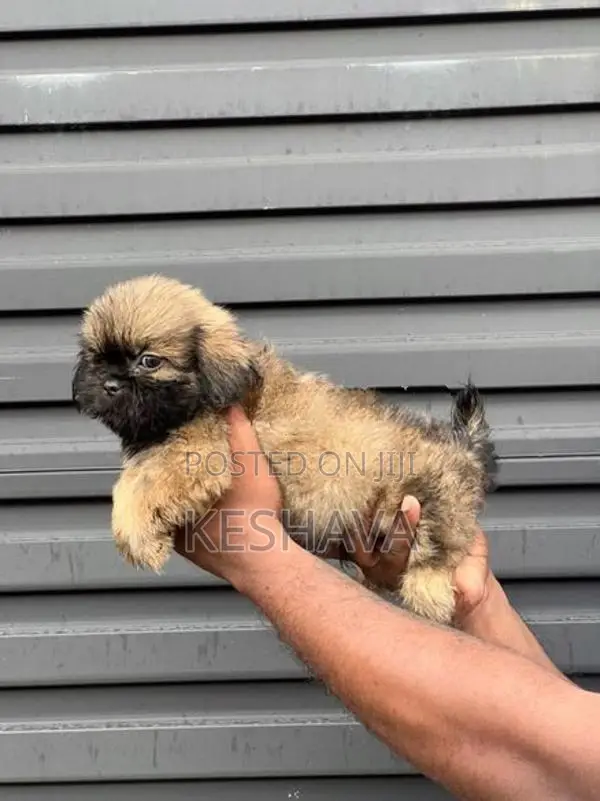 Shih Tzu Puppy