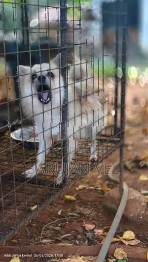 Pomeranian Puppy