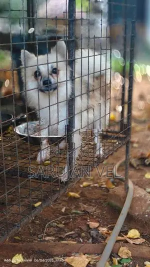 Pomeranian Puppy