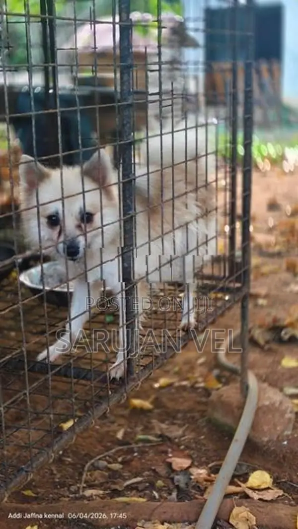 Pomeranian Puppy