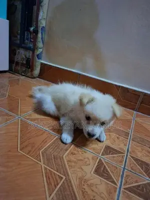 Pommnerian Puppy