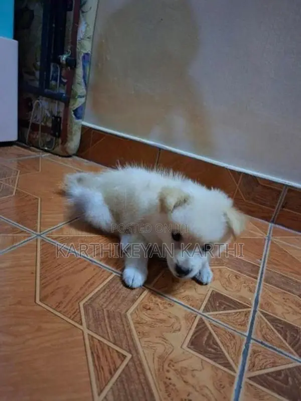 Pommnerian Puppy