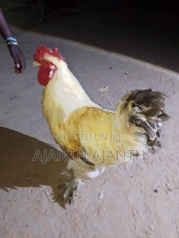 Rooster