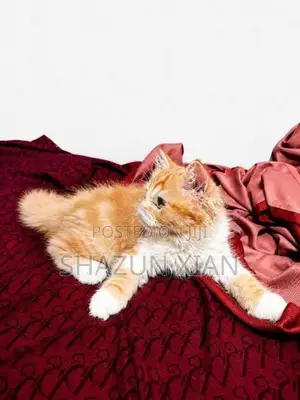 Persian Kitten