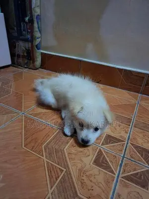 Pommnerian Puppy