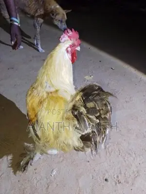 Rooster