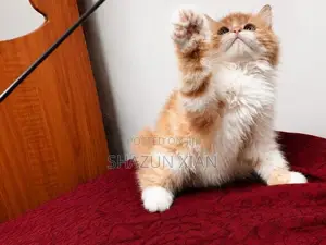 Persian Kitten