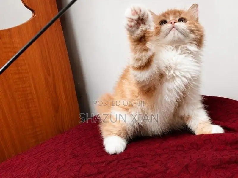 Persian Kitten