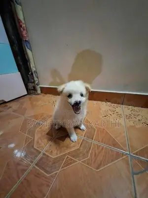 Pommnerian Puppy